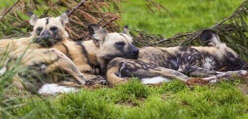 African wild dogs sleeping.