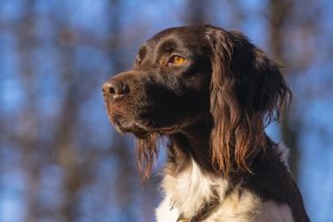 The Small Münsterländer