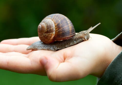Snail Farming: Learn About Heliciculture