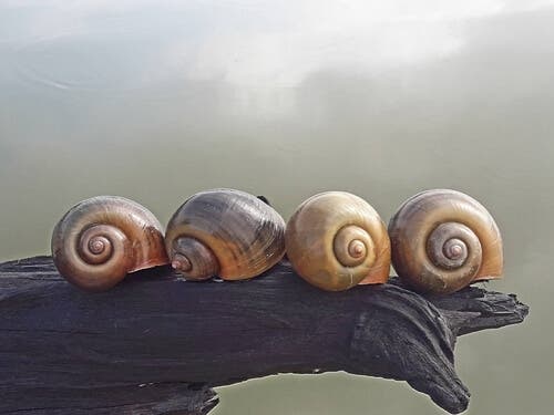 A picture of lined-up snails.