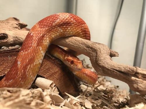 Food and habitat are important when caring for snakes as pets.