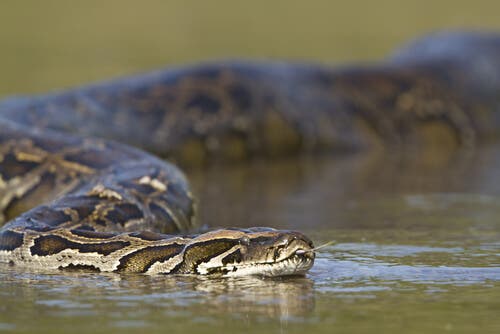 A large snake in the water.
