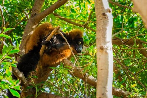 The behavior of lemurs.