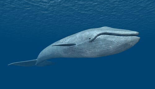 The blue whale.
