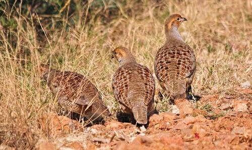 The plumage of partridges.