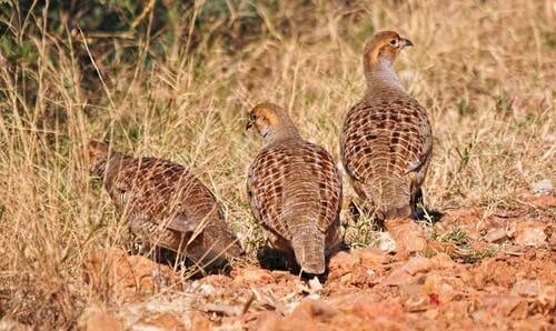 The Breeding and Reproduction of Partridges - My Animals