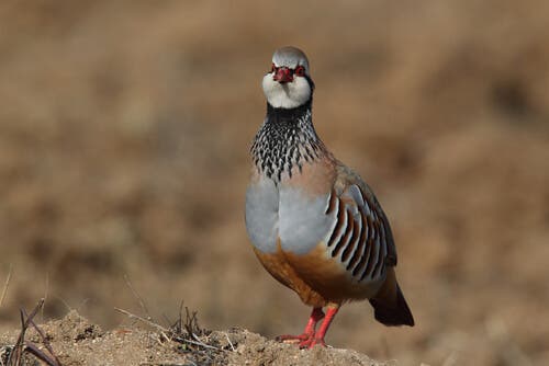 How to breed partridges.