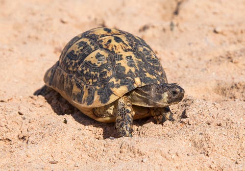 Pyramiding in Turtles - My Animals