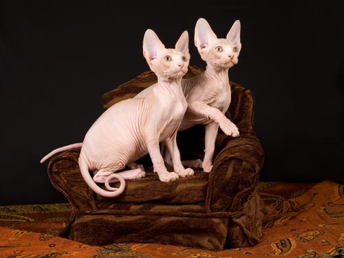A photo of two cats with no hair.