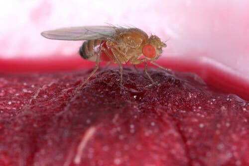 A vinegar fly on a piece of fruit.