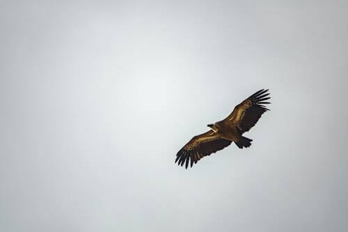 A vulture in the sky.
