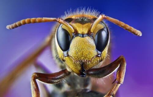 A wasp's face.