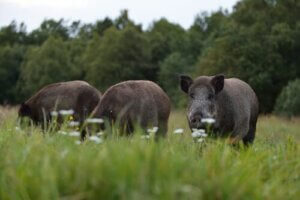 Breeding Wild Boars Domestically