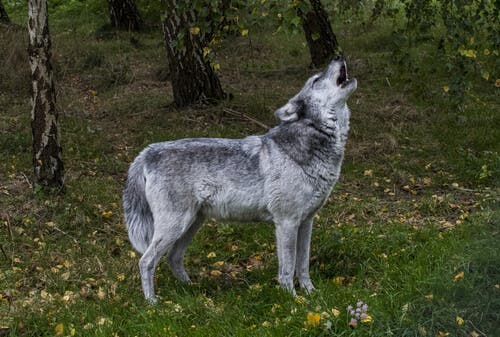 A wolf howling.