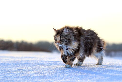A Maine Coon cat.