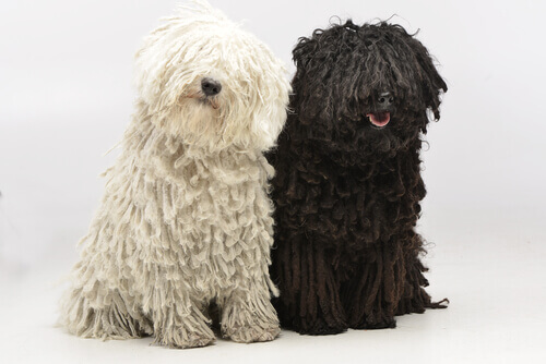 A black and white puli next to each other.
