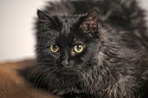 A black cat with thick fur.