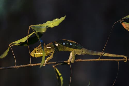 A chameleon on a branch.
