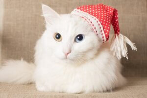 Seven Cat Breeds with Thick Luscious Fur