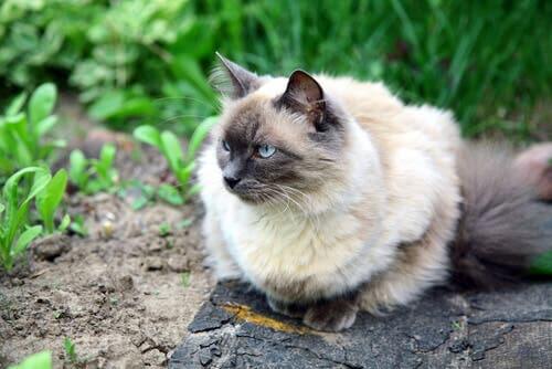 A cat with thick fur.
