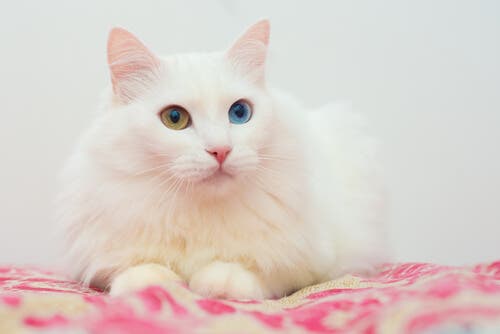 A cat with heterochromia.