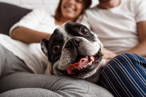 A couple playing with a dog in their animal foster home.