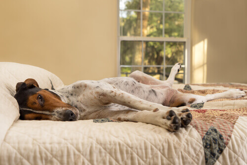 A dog sleeping on the bed in their new animal foster home.