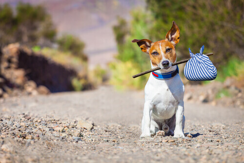 A dog with a rag tied around a stick.