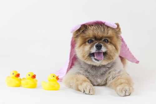 A dog with a towel on its head.