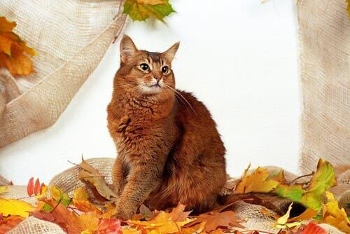 A honey-colored cat.