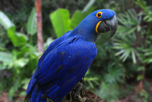 A hyacinth macaw, which is one of the largest of the ara macaws.