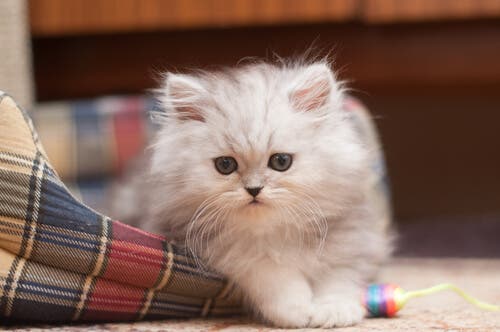 A kitten with thick fur.