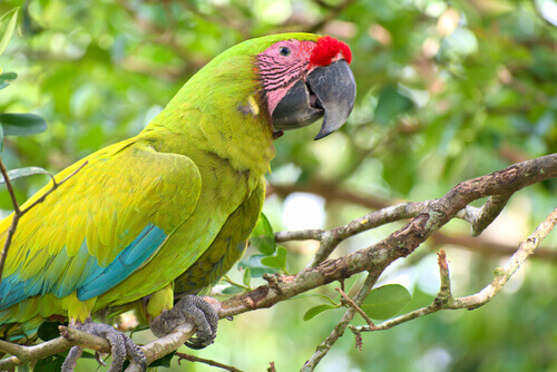 A military macaw on a branch.