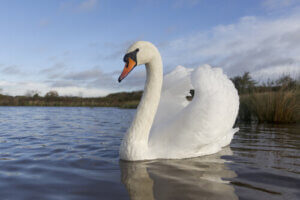 Swans - Characteristics of a Most Graceful Animal