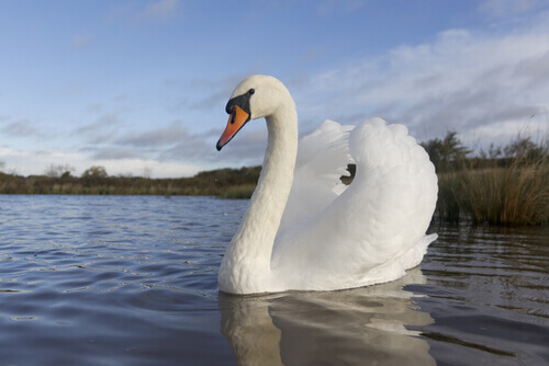 Swans – Characteristics of a Most Graceful Animal