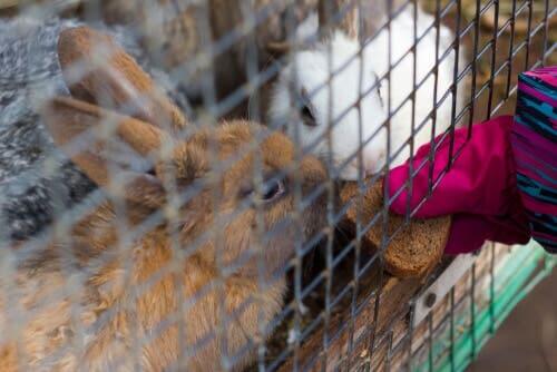 A person feeding a rabbit.
