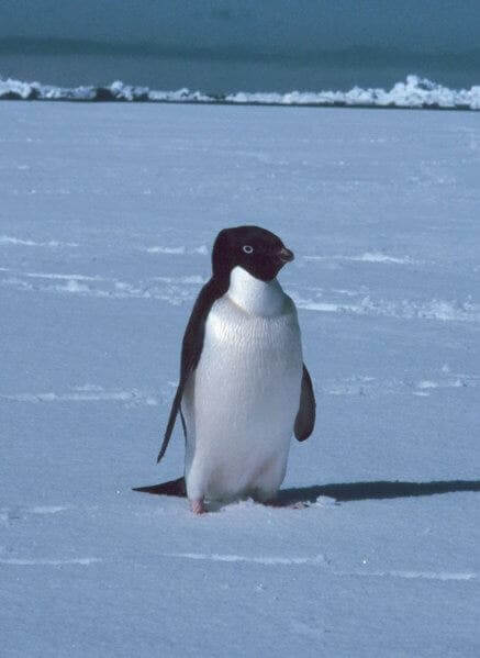 A penguin who lives in the Antarctica.