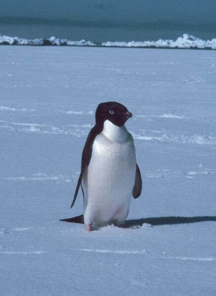 Four of the Most Common Animals of Antarctica - My Animals