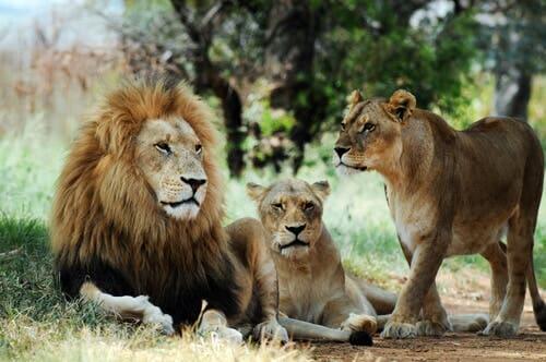 A pride of lions.