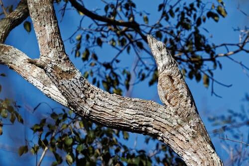 A tree with camouflaged animals.