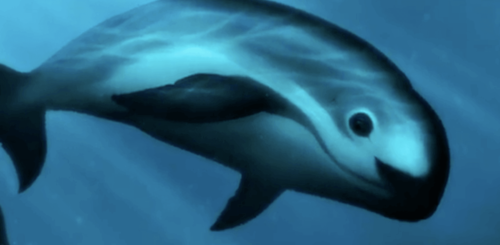 A vaquita underwater.