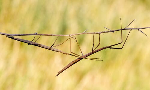 A walking stick bug.