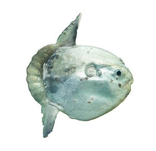 An ocean sunfish.