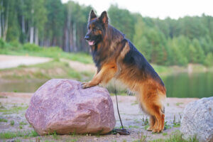 Caring for Your German Shepherd's Coat