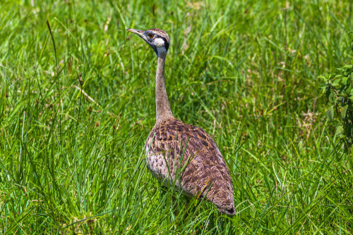 The great bustard.