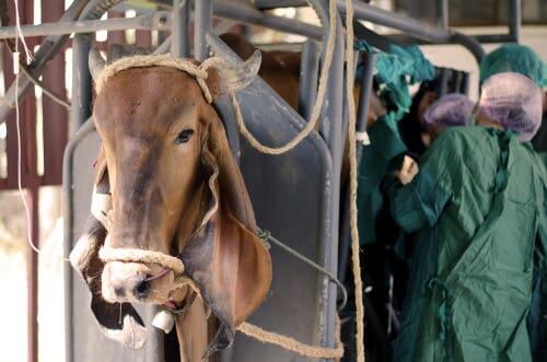 People doing a checkup on a cow.