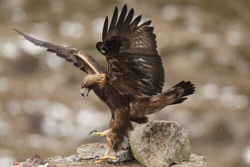 Spanish imperial eagle.