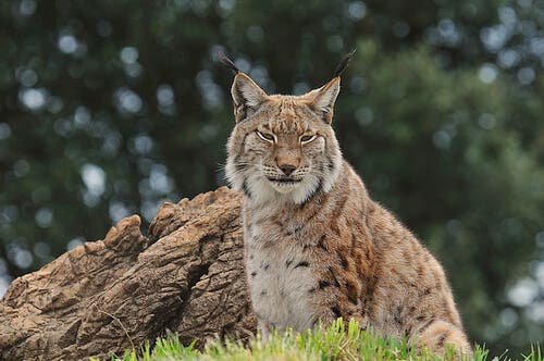 Behavior of the Iberian lynx