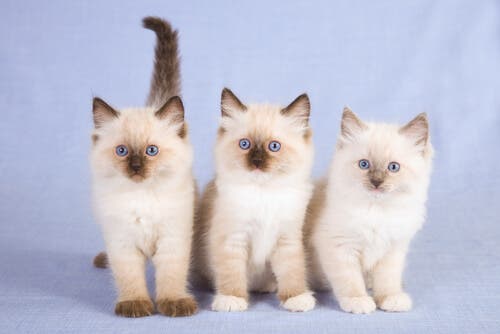 Three kittens looking at the camera.