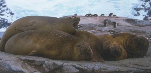Three sea elephants at rest.
